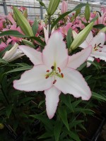 [5243 Millesimo No01.JPG]